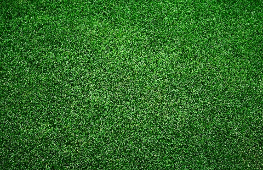 dark green grass